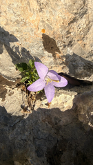 (c) mycoroco, some rights reserved (CC BY) Campanula pyramidalis, photograph (c) mycoroco, some rights reserved (CC BY)