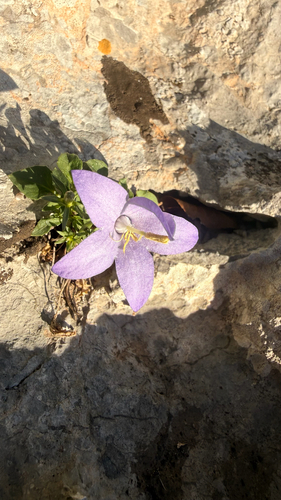 Campanula pyramidalis, photograph 3