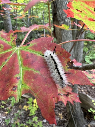 Hickory Tussock Moth