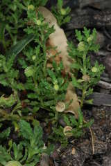 Centipeda pleiocephala