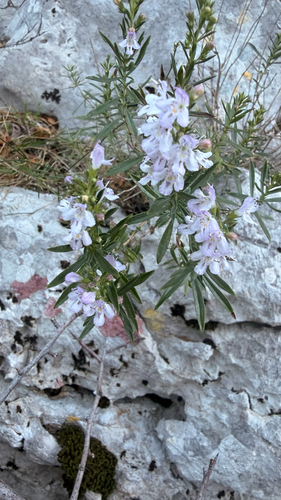 Satureja montana