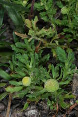 Centipeda pleiocephala