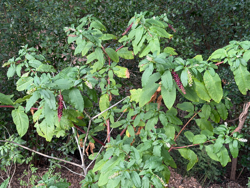 American pokeweed