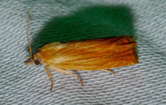 Eucosma umbrastriana