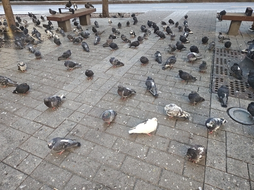 Feral Pigeon