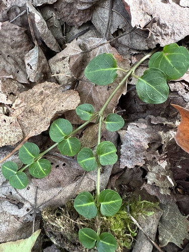 partridgeberry