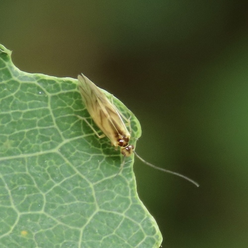 yellow barklouse