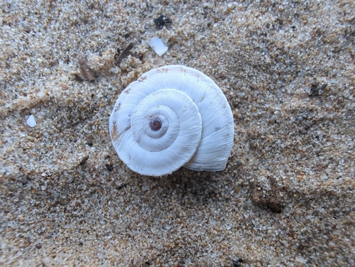 Xerosecta explanata