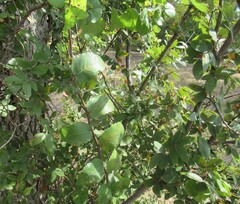Ulmus crassifolia, photograph (c) Linda Jo Conn, some rights reserved (CC BY)