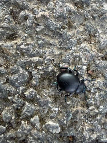Timarcha nicaeensis