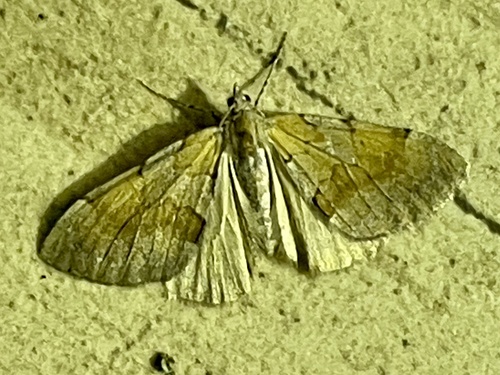 Pine Carpet
