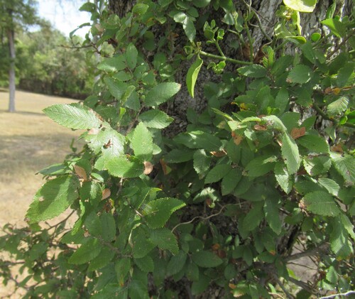 Ulmus crassifolia, photograph 2