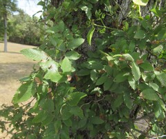 Ulmus crassifolia, photograph (c) Linda Jo Conn, some rights reserved (CC BY)