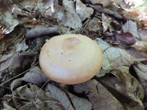 Yellow-latex Milkcap