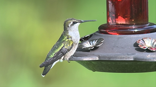 Ruby-throated Hummingbird