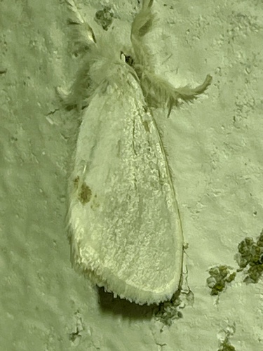 Swan Moth