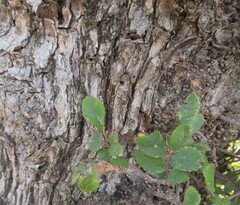 Ulmus crassifolia