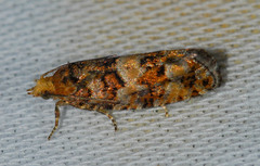 Eucopina tocullionana