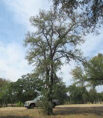 Ulmus crassifolia, photograph (c) Linda Jo Conn, some rights reserved (CC BY)