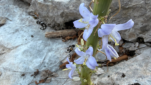 Campanula pyramidalis, photograph 2