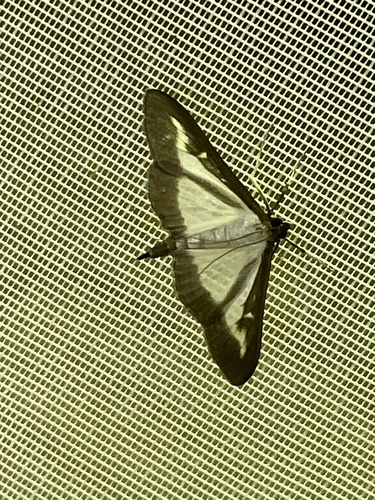 Box Tree Moth