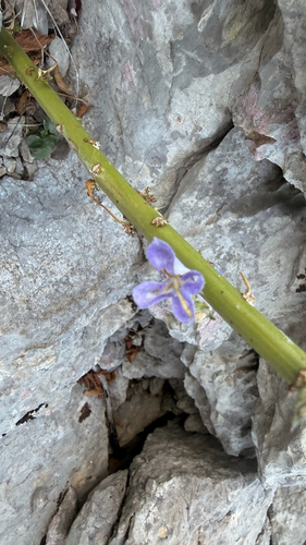 Campanula pyramidalis, photograph 1
