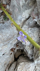 Campanula pyramidalis