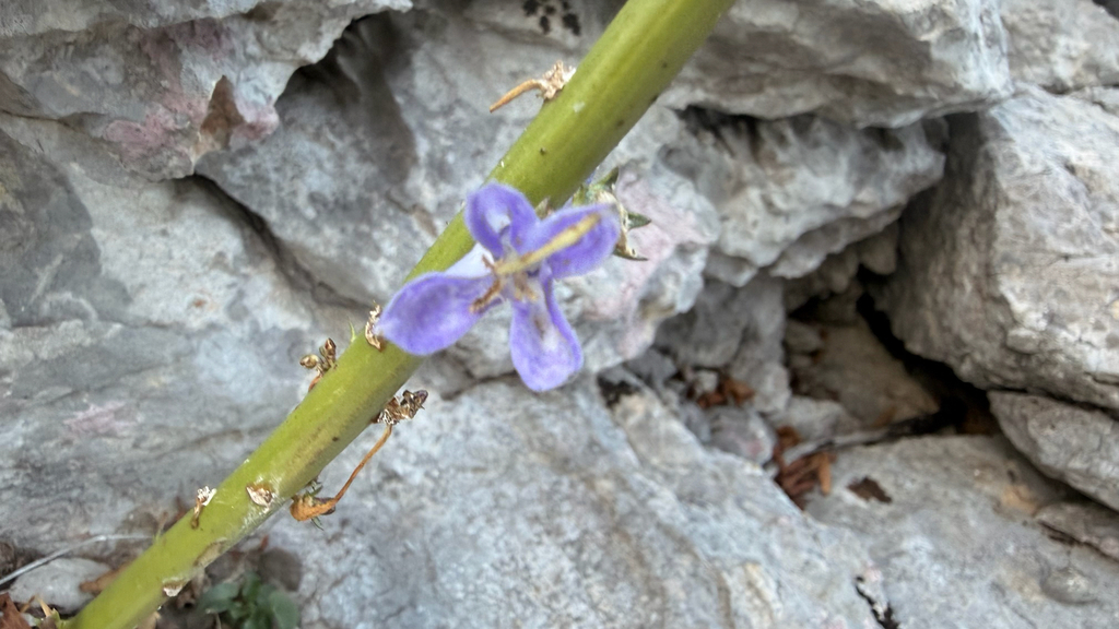 Campanula pyramidalis; photograph (c) mycoroco, some rights reserved (CC BY)