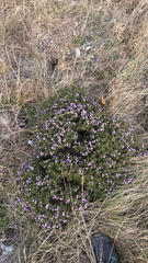 Satureja subspicata, photograph (c) mycoroco, some rights reserved (CC BY)