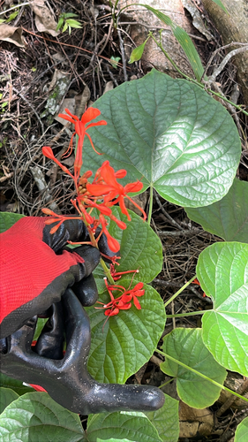 Clerodendrum speciosissimum observed 2026-09-24