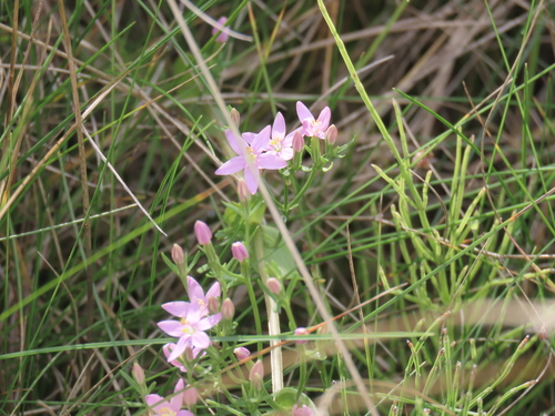 Centaurium erythraea