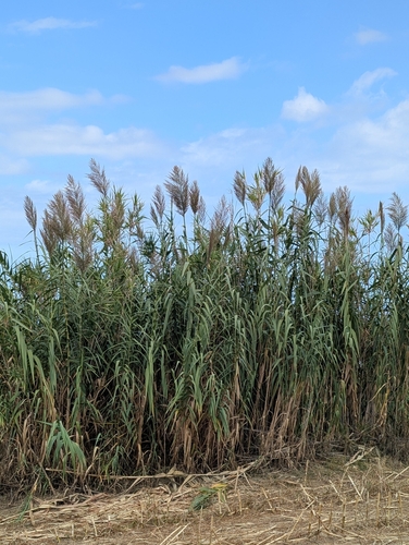 giant reed