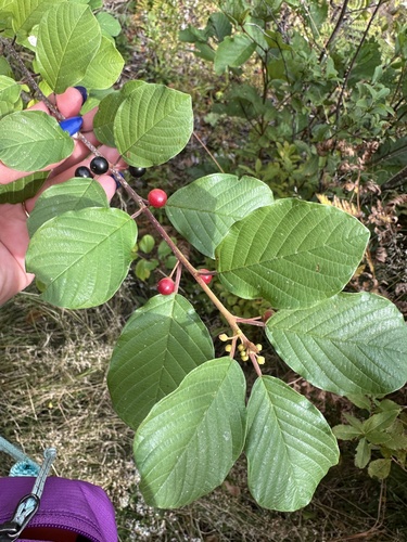 alder buckthorn