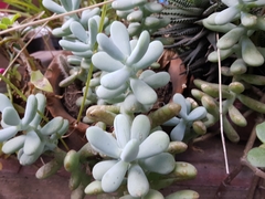 Pachyphytum