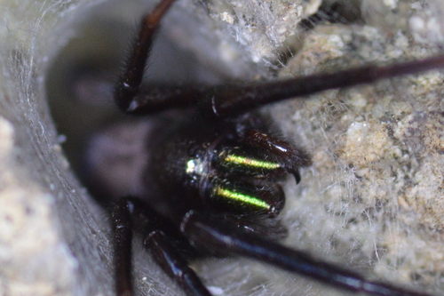 Tube-dwelling Spider