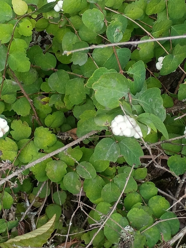 Common Snowberry