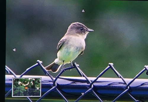 Eastern Phoebe