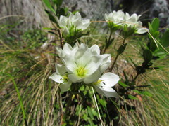 Gentianella angustifolia