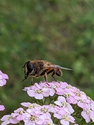 Common Drone Fly