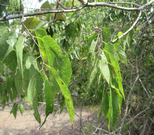 Celtis laevigata, photograph 1