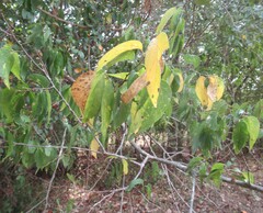 Celtis laevigata