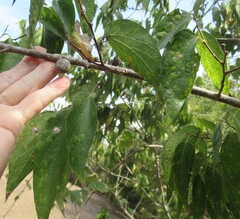 Celtis laevigata, photograph (c) Linda Jo Conn, some rights reserved (CC BY)