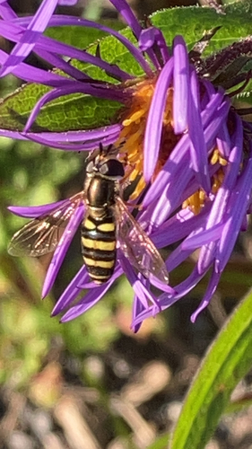 Long-tailed Aphideater Complex