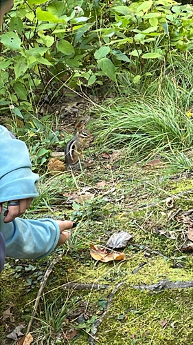 Eastern Chipmunk