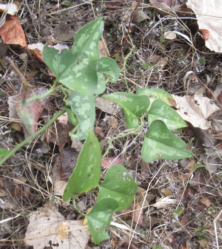 Smilax bona-nox