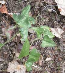Smilax bona-nox