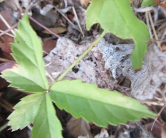 Rubus trivialis