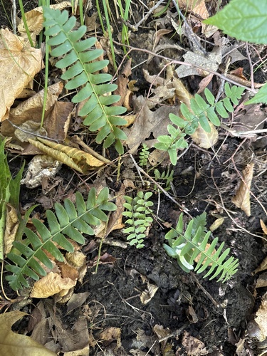 Christmas fern