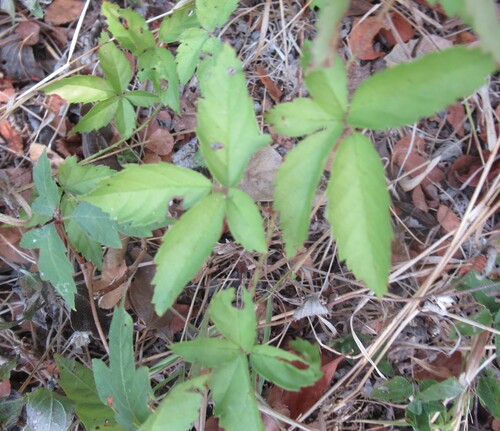 Rubus trivialis, photograph 1