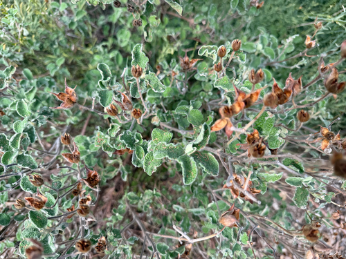 Hoary Rock-rose